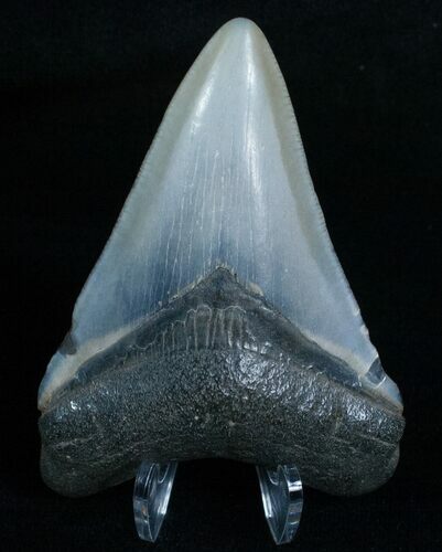Beautiful Megalodon Tooth - Peace River, FL #6073